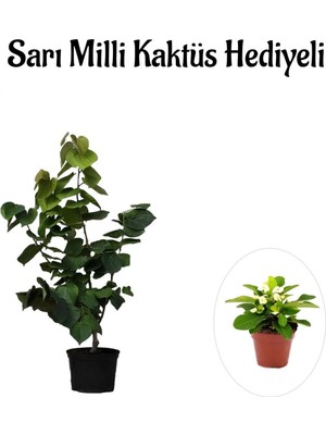Die Grup Gardenbox Harika Kokulu Mor Leylak Fidanı, Sarı Milli Kaktüs Hediyeli