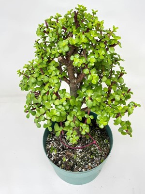 Die Grup Serada Decor & Plant Yeşim Para Çiçeği (Portulacaria Afra) Saksılı, 20-30CM, Yeşil