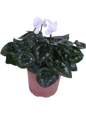 Die Grup Nura Botanik Cyclamen Persicum Saksı'da Beyaz Renk, Iran Siklameni, Hediyelik Çiçek