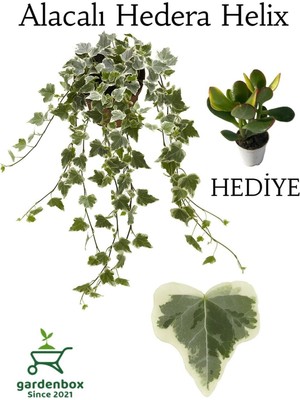 Die Grup Nura Botanik Hedera Helix Sarmaşığı Alacalı, Saksılı, 30-40 Cm, Yeşim Para Çiçeği ile Kombinasyon