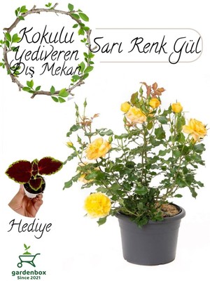 Die Grup Nura Botanik Kokulu Canlı Sarı Gül Fidanı, 1 Adet Saksıda, Bahçe Çiçeği + Yaprak Güzeli