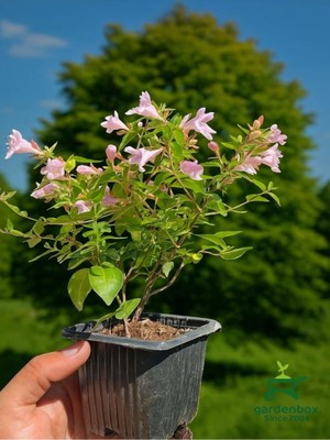 Die Grup Nura Botanik Beyaz & Lila Çiçekli Güzellik Çalısı Abelia Grandflora, 10-20 cm Fide