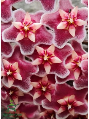 Die Grup Nura Botanik Mini Koyu Pembe Mum Çiçeği, 10-20 Cm, Sarmaşık Çiçek
