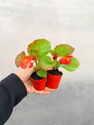 Die Grup Serada Decor & Plant Mini Şeker Begonya, 5-15 Cm, 2 Adet Saksılı Bodur Çiçekli Bitki, Begonia Semperflorens