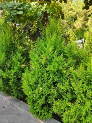 Die Grup Serada Decor & Plant Limon Selvi Fidanı, 30-40 Cm, 10 Adet Tüplü, Cupressus Macrocarpa Goldcrest, Dış Mekan Ağacı