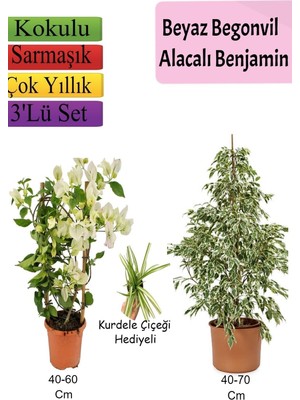 Die Grup Gardenbox Beyaz Begonvil, Beyaz Alacalı Benjamin Bitkisi, Mezem Çiçeği Hediyeli, 3'lü Set, Çok Renkli
