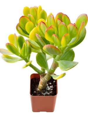 Die Grup Gardenbox Canlı Crassula Ovata (15-30 Cm), Yeşim Para Çiçeği, Yeşil