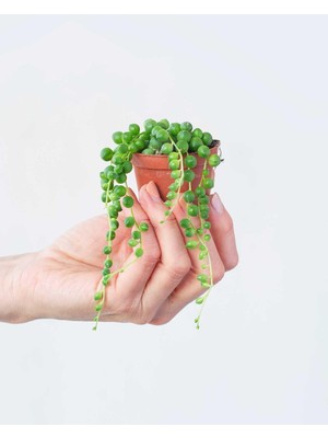 Die Grup Nura Botanik Inci Tanesi Senecio Rowleyanus Tespih Çiçeği 5,5 cm Sukulent Saksısında