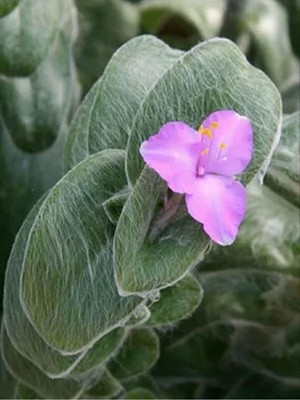 Die Grup Nura Botanik Tüylü Telgraf Çiçeği Fidanı, 20-30CM, Askılı Saksılı, Tradescantia, Çiçekli Bodur Bitkiler