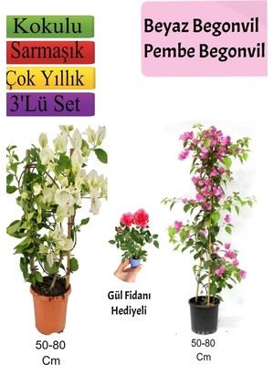Die Grup Gardenbox Beyaz Pembe Begonvil, Gül Fidanı Hediyeli, Çok Renkli, 50-80 cm