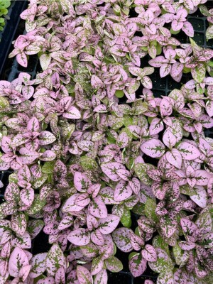 Die Grup Nura Botanik Pembe Yaprağı Güzel Hostes Çiçeği (Pink Hypoestes) 10-15 cm