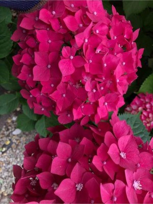 Die Grup Nura Botanik Fuşya Renkli Ortanca Fidanı, 30-55 Cm, Saksılı, Hydrangea