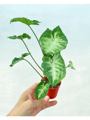 Die Grup Serada Decor & Plant Mini Melek Kanadı Çiçeği, 10-15 Cm, Saksılı, Syngonium Pixie