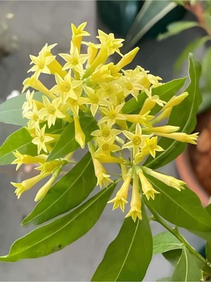 Die Grup Serada Decor & Plant Yasemin Melisa Kolonya Çiçeği, 30-60 Cm, Saksılı Dış Mekan Bitkisi, Cestrum Nocturnum, Çok Renkli