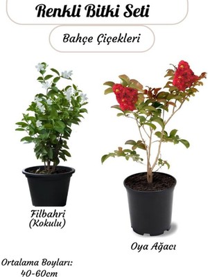 Die Grup Nura Botanik Kokulu Filbahri Philadelphus ve Kırmızı Oya Ağacı Fidanı Seti, Bahçe Çiçeği, 40-60 cm