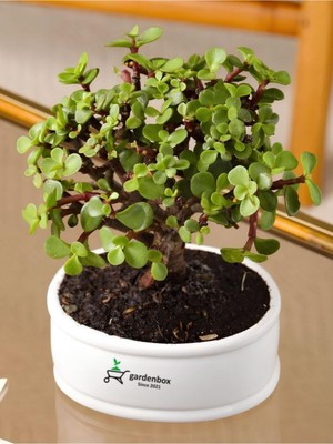 Die Grup Nura Botanik Bonsai Uyumlu Yeşim Çiçeği (Portulacaria Afra) Saksılı Iç Mekan Ofis Çiçeği, 20-30 cm