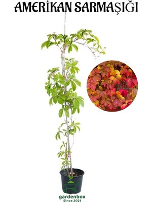 Die Grup Nura Botanik Amerikan Sarmaşığı, Duvar Çit Sarmaşığı, Saksılı, 40-60 Cm, Kırmızı
