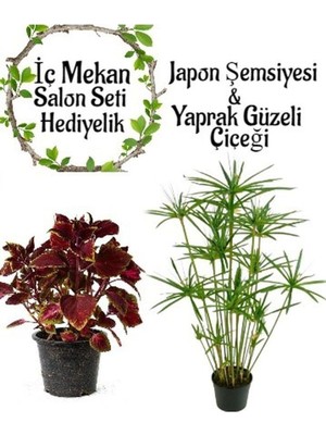 Die Grup Nura Botanik Japon Şemsiyesi 40-60CM Saksılı + Yaprak Güzeli Çiçeği Saksılı Salon Seti