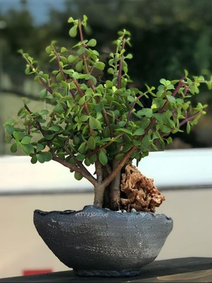 Die Grup Bitkim Sende Saksılı Para Yeşim Çiçeği, Iç Mekan Ofis Salon, 15-30CM, Yeşil