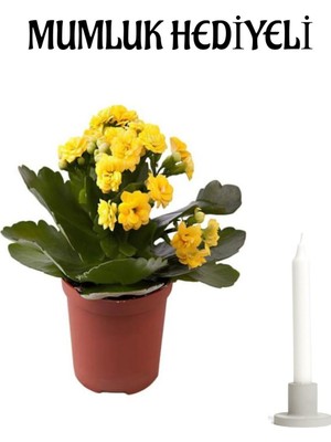 Die Grup Gardenbox Sarı Kalanşo (Kalanchoe) Çiçeği, Mumluk Hediyeli