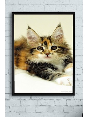 TeknoKapsül Postermanya (PSTER11558) Kedi Hayvan Çerçeveli Tablo 5 (50X70CM)
