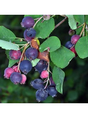 Ayrex Saskatoon Berry Northline, Taş Elması Çalısı