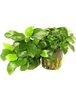 Özkaya Store Anubias Nana 5-6 Yapraklı Canlı Bitki