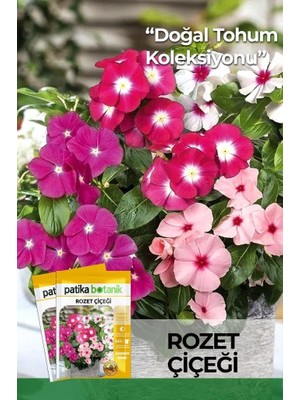 Ayrex 30 Adet Rozet Çiçeği Tohumu