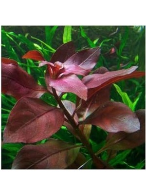 Esranın Dünyası Ludwigia Repens Rubin Saksı Canlı Bitki - TR-P292
