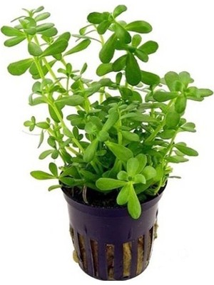 Esranın Dünyası Canlı Bacopa Monnieri Saksı Bitkisi, Dekoratif Kullanım