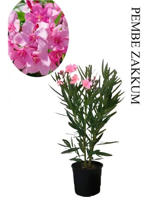 Esranın Dünyası Nura Botanik Pembe Zakkum Çiçeği Fidanı, Saksılı, 30-60CM, Yaz Çiçeği