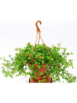 Esranın Dünyası Gardenbox Buz Çiçeği Askılı Saksıda, Aptenia Cordifolia, Kırmızı Çiçek