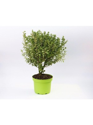 Esranın Dünyası Gardenbox Şimşir Fidanı, Dekoratif Yeşil Saksıda, Hediyelik