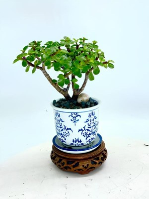 Esranın Dünyası Gardenbox Portulacaria Afra Yeşim Çiçeği, 10-30CM, Iç Mekan Ofis Bitkisi, Yenilebilir, Hediyelik