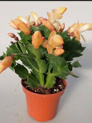 Esranın Dünyası Nura Botanik Sarı Enk Yılbaşı Çiçeği, 1 Adet, Saksılı, 10-15CM, Schlumbergera Truncata