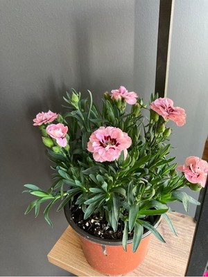 Esranın Dünyası Gardenbox Pembe Alacalı Fuşya Karanfil Çiçeği, 10-15 cm