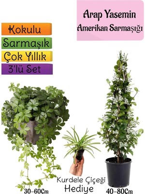 Esranın Dünyası Serada Decor & Plant Kokulu Arap Yasemini, Amerikan Sarmaşığı, Kurdele Çiçeği 3'lü Bahçe Seti
