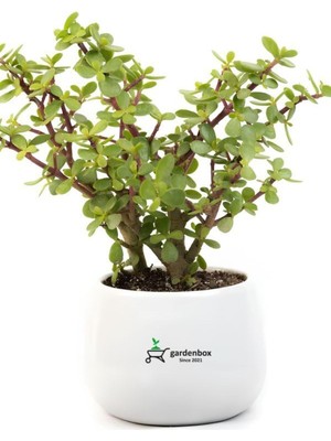 Esranın Dünyası Gardenbox Yenilebilir Para Yeşim Bitkisi, 15-30 Cm, Saksılı, Salon Ofis Çiçeği