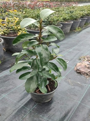 Esranın Dünyası Serada Decor & Plant Kartopu Viburnum, Fuşya Bodur Begonvil, Yaprak Güzeli Hediye Bahçe Bitkisi Seti, 3 Adet
