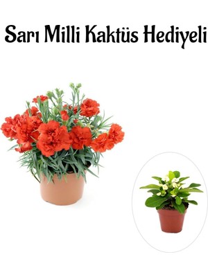 Esranın Dünyası Nura Botanik Kırmızı Karanfil Çiçeği, Sarı Milli Kaktüs Hediyeli, Çiçekli Bodur Bitki