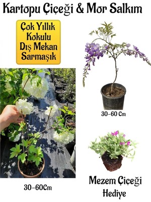 Esranın Dünyası Gardenbox Kokulu Kartopu Çiçeği, Mor Salkım Ağacı Fidanı, Mezem Çiçeği Hediyeli Peyzaj Seti, Çok Renkli, 30-60 cm