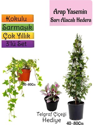 Esranın Dünyası Gardenbox Mis Kokulu Arap Yasemini, Alacalı Hedera Helix Sarmaşığı, Telgraf Çiçeği 3'lü Set