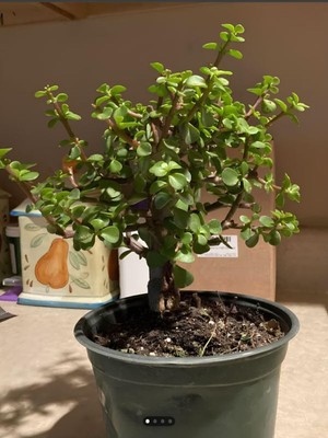 Esranın Dünyası Nura Botanik Portulacaria Afra Para Yeşim Iç Mekan Salon Bitkisi, 20-30CM, Saksılı