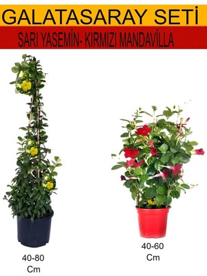 Esranın Dünyası Gardenbox 2'li Takım Seti Sarı Yasemin Çiçeği + Kırmızı Mandavilla