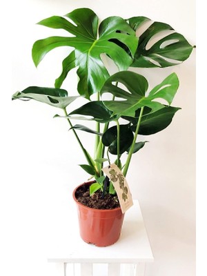 Esranın Dünyası Gardenbox Monstera Deliciosa, Deve Tabanı, Iç Mekan Bitkisi, 60 cm