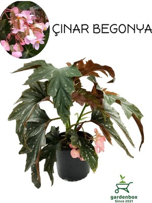 Esranın Dünyası Nura Botanik Pembe Çiçekli Çınar Begonya, Saksılı, 30-40 cm