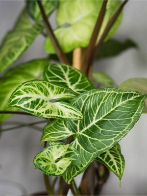 Esranın Dünyası Nura Botanik Ok Başı Sarmaşığı Syngonium Melek Kanadı Çiçeği 20-30CM Saksılı