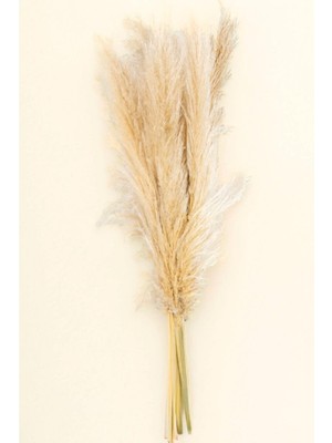 Brf Store Prime Pampas (Cortaderia Selloana) – Doğal ve Şık Dekoratif Bitki