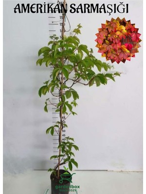 Esranın Dünyası Nura Botanik Amerikan Sarmaşığı (Parthenocissus Quinquefolia) Saksılı 45-65 cm