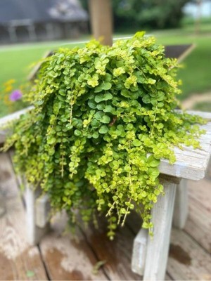 Esranın Dünyası Nura Botanik Zemin Örtücü Sarı Kız Çiçeği, 1 Adet Makrome Saksılı, 30-40CM, Lysimachia Nummularia